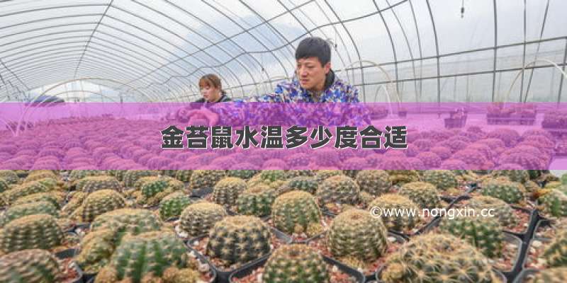 金苔鼠水温多少度合适