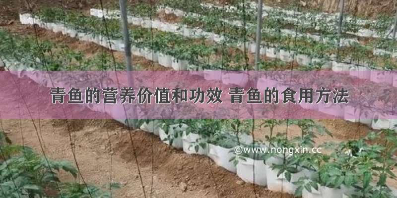 青鱼的营养价值和功效 青鱼的食用方法