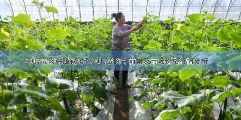 2017养肉牛赚钱吗？2017养肉牛前景及市场价格行情分析