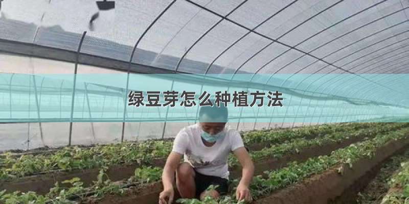 绿豆芽怎么种植方法