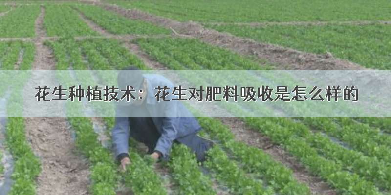 花生种植技术：花生对肥料吸收是怎么样的