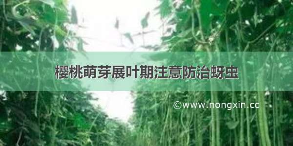 樱桃萌芽展叶期注意防治蚜虫