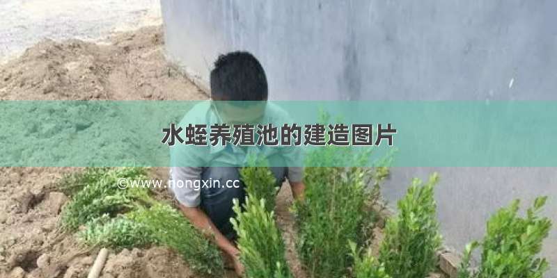 水蛭养殖池的建造图片