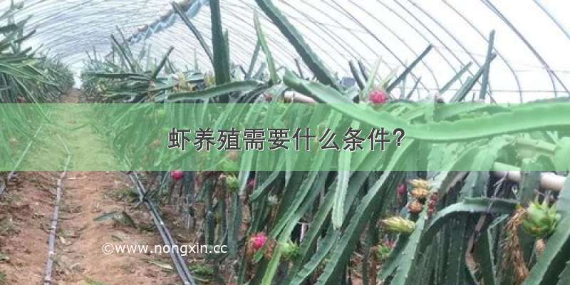 虾养殖需要什么条件？