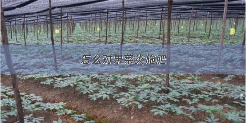 怎么对果菜类施肥