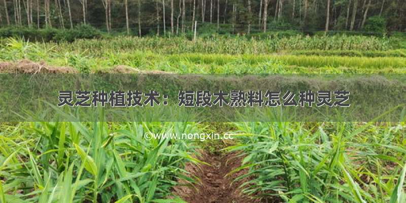 灵芝种植技术：短段木熟料怎么种灵芝