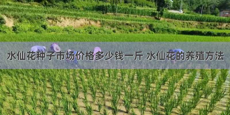 水仙花种子市场价格多少钱一斤 水仙花的养殖方法