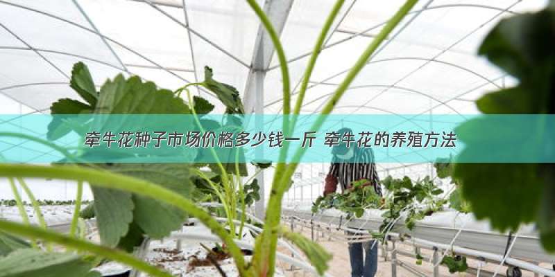 牵牛花种子市场价格多少钱一斤 牵牛花的养殖方法