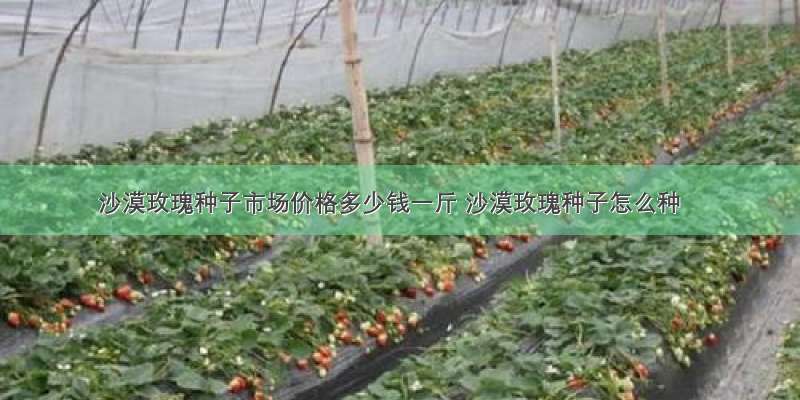 沙漠玫瑰种子市场价格多少钱一斤 沙漠玫瑰种子怎么种