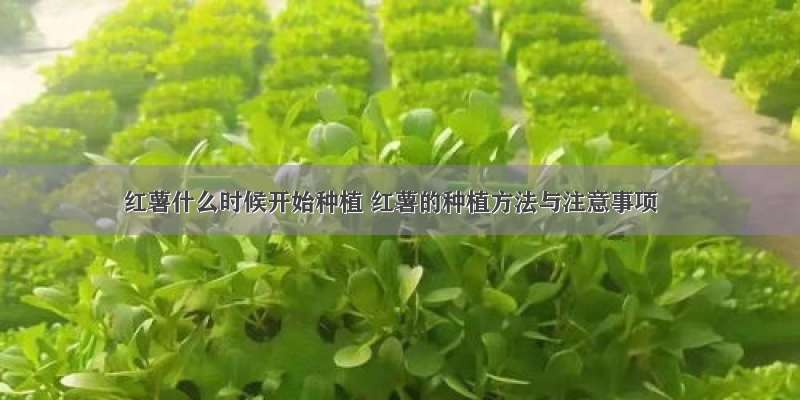 红薯什么时候开始种植 红薯的种植方法与注意事项