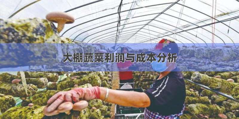 大棚蔬菜利润与成本分析