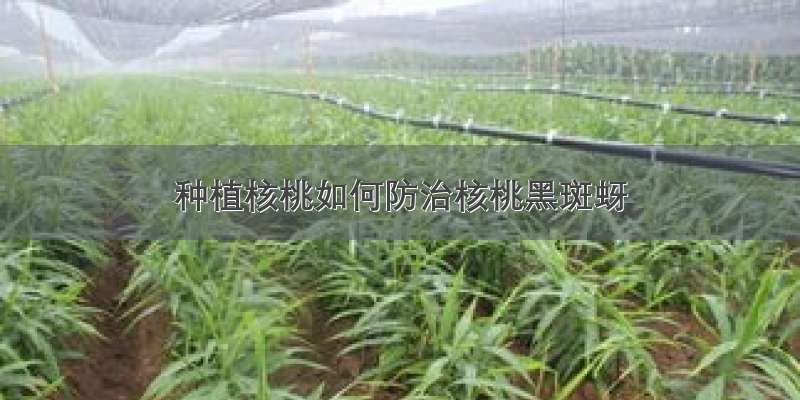 种植核桃如何防治核桃黑斑蚜