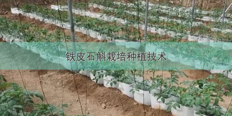 铁皮石斛栽培种植技术