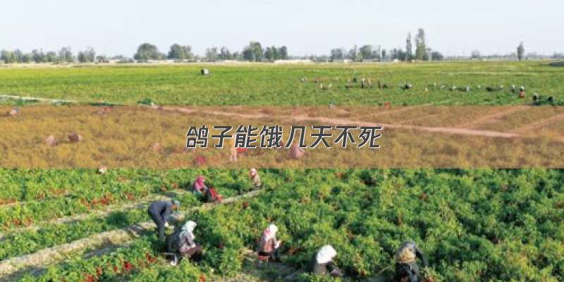 鸽子能饿几天不死