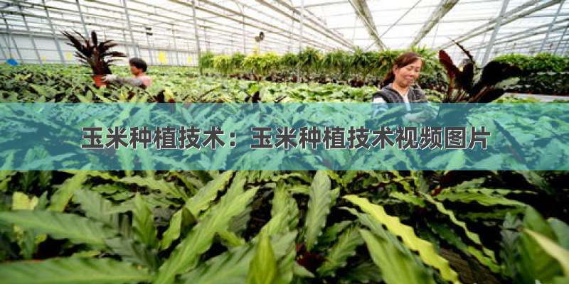 玉米种植技术：玉米种植技术视频图片