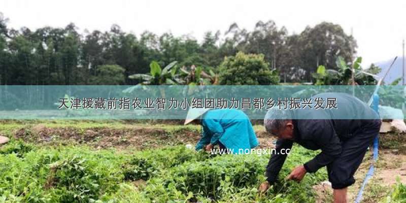天津援藏前指农业智力小组团助力昌都乡村振兴发展