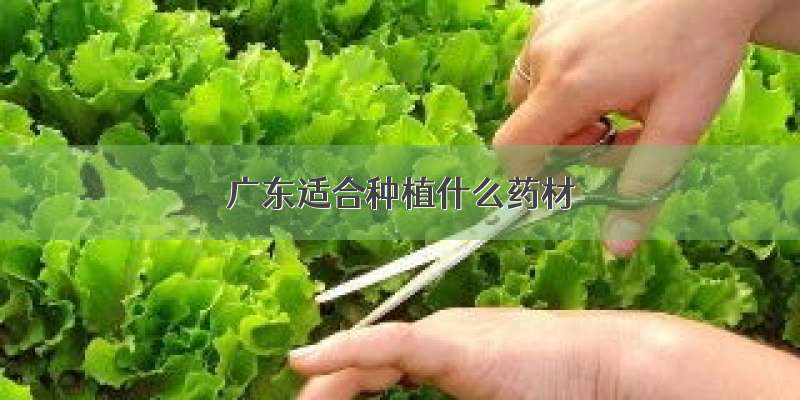 广东适合种植什么药材