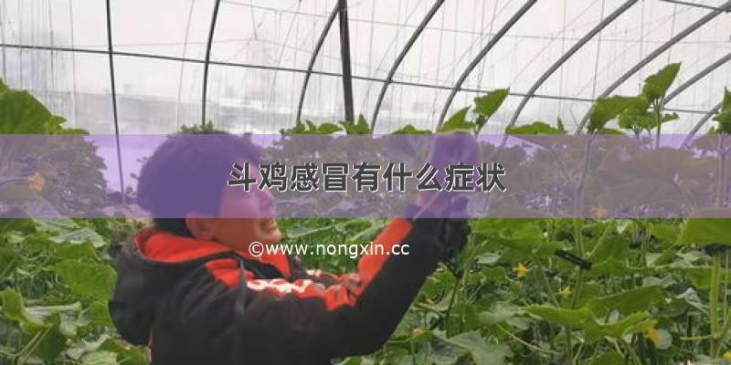 斗鸡感冒有什么症状