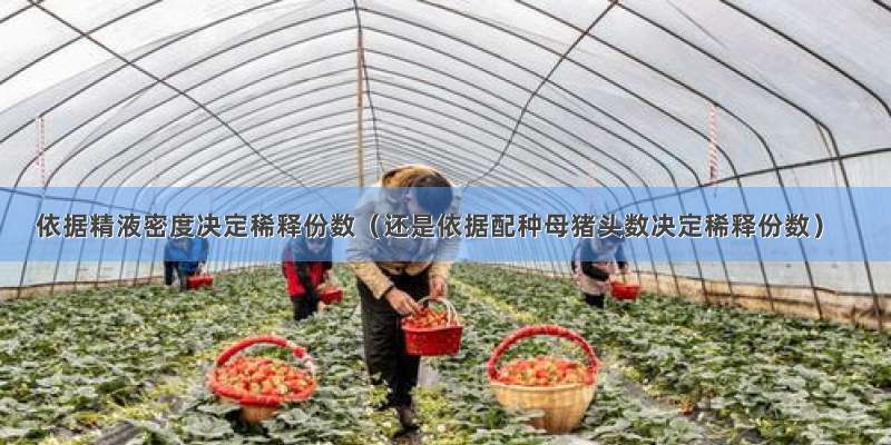 依据精液密度决定稀释份数（还是依据配种母猪头数决定稀释份数）