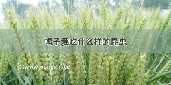 蝎子爱吃什么样的昆虫