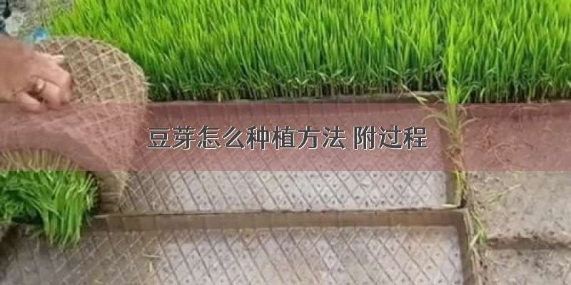 豆芽怎么种植方法 附过程