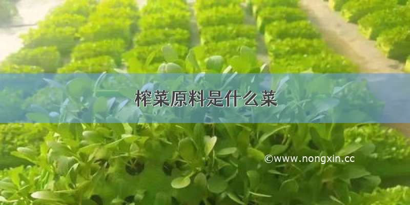 榨菜原料是什么菜