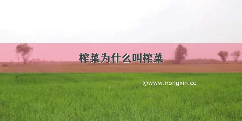 榨菜为什么叫榨菜