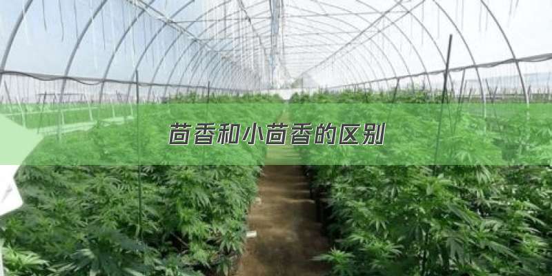 茴香和小茴香的区别