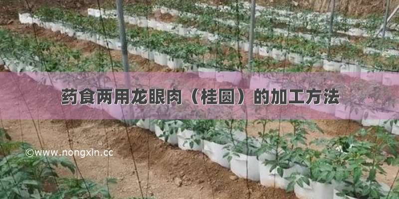 药食两用龙眼肉（桂圆）的加工方法