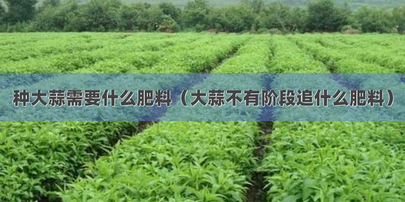 种大蒜需要什么肥料（大蒜不有阶段追什么肥料）