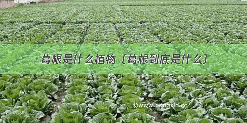 葛根是什么植物（葛根到底是什么）