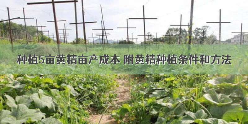 种植5亩黄精亩产成本 附黄精种植条件和方法