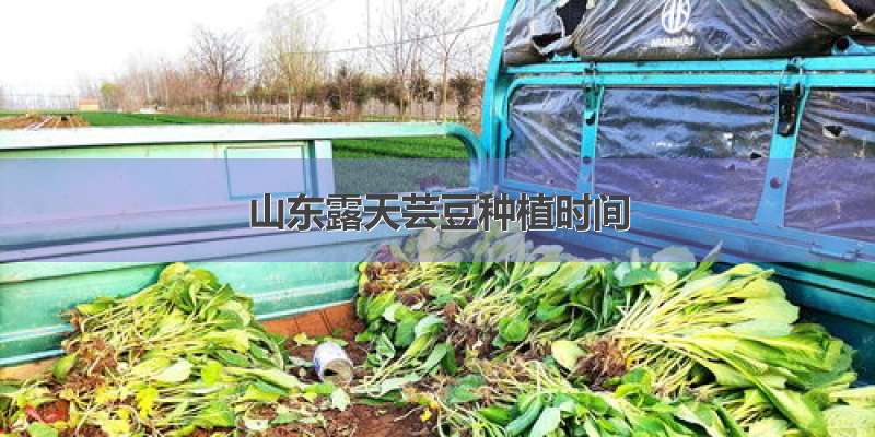 山东露天芸豆种植时间