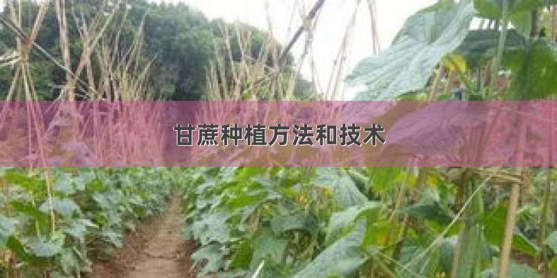 甘蔗种植方法和技术