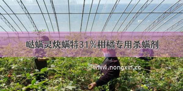 哒螨灵炔螨特31%柑橘专用杀螨剂