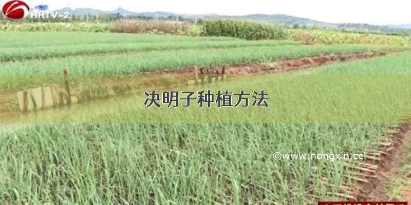 决明子种植方法