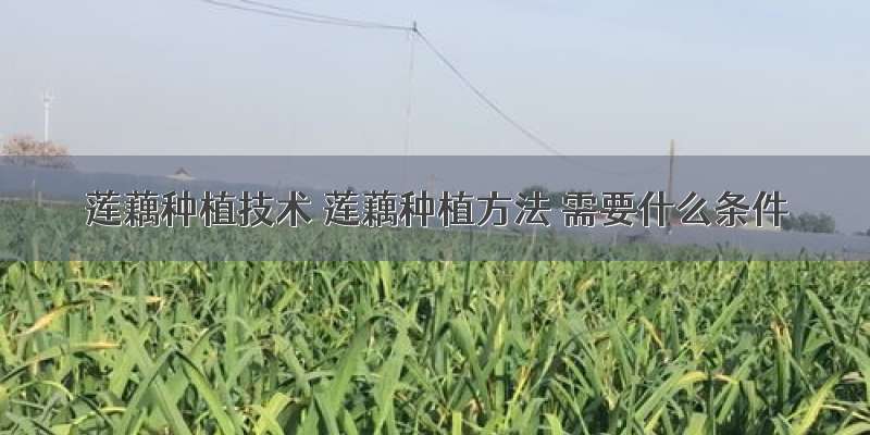 莲藕种植技术 莲藕种植方法 需要什么条件