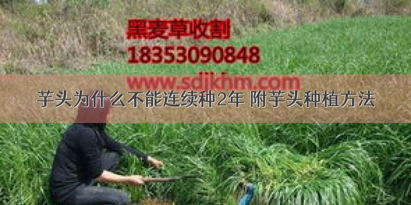 芋头为什么不能连续种2年 附芋头种植方法