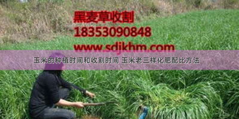 玉米的种植时间和收割时间 玉米老三样化肥配比方法