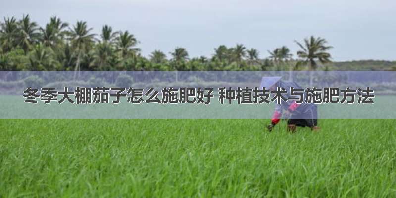 冬季大棚茄子怎么施肥好 种植技术与施肥方法