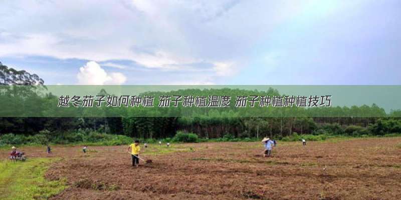 越冬茄子如何种植 茄子种植温度 茄子种植种植技巧