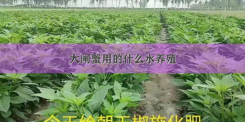 大闸蟹用的什么水养殖