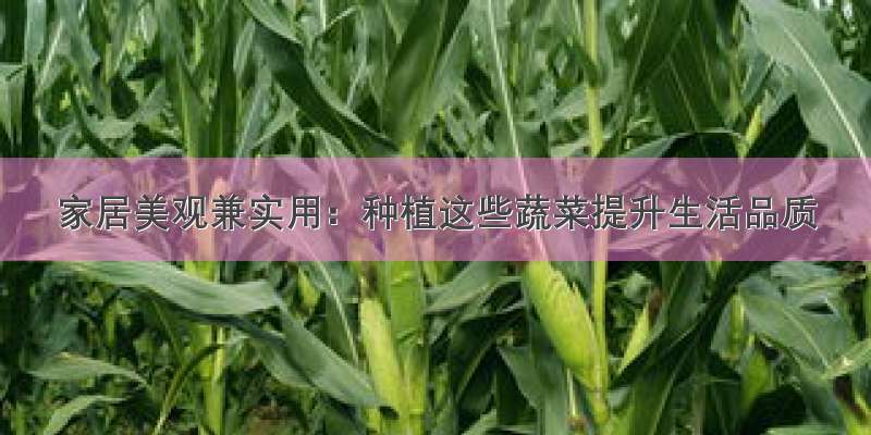 家居美观兼实用：种植这些蔬菜提升生活品质