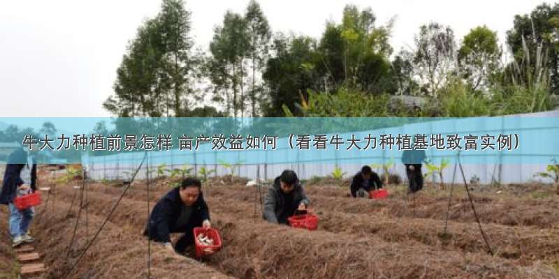 牛大力种植前景怎样 亩产效益如何（看看牛大力种植基地致富实例）