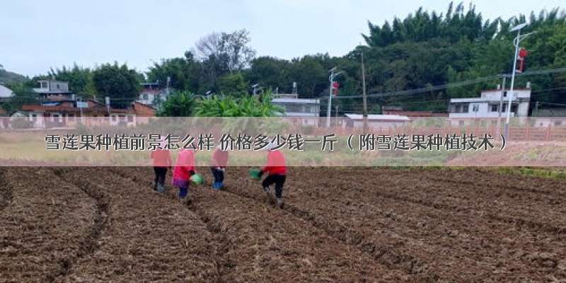 雪莲果种植前景怎么样 价格多少钱一斤 （附雪莲果种植技术）