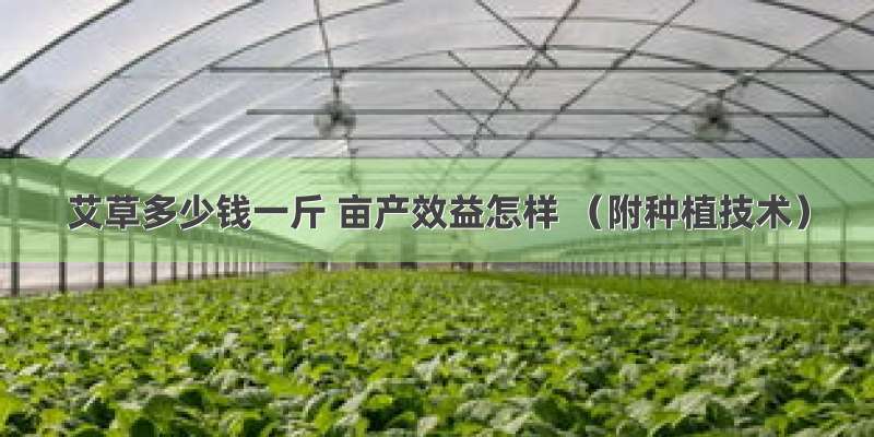 艾草多少钱一斤 亩产效益怎样 （附种植技术）