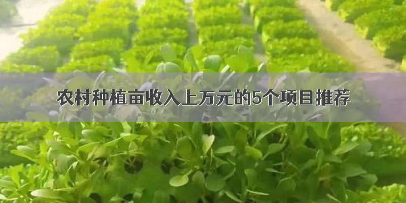 农村种植亩收入上万元的5个项目推荐