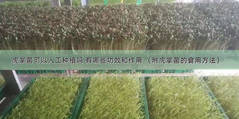 虎掌菌可以人工种植吗 有哪些功效和作用 （附虎掌菌的食用方法）