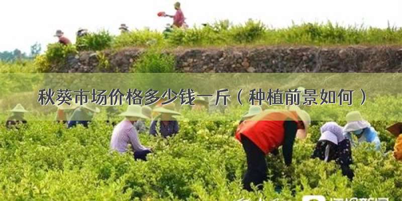 秋葵市场价格多少钱一斤（种植前景如何）