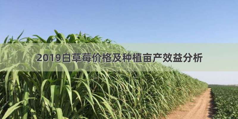 2019白草莓价格及种植亩产效益分析